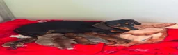 Miniature Dachshund dogs for sale: Miniature Dachshund - Advert 6