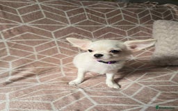 Chihuahua dogs for sale: 3 Handsome (KC) Chihuahua boys left (New photos) - Image 16