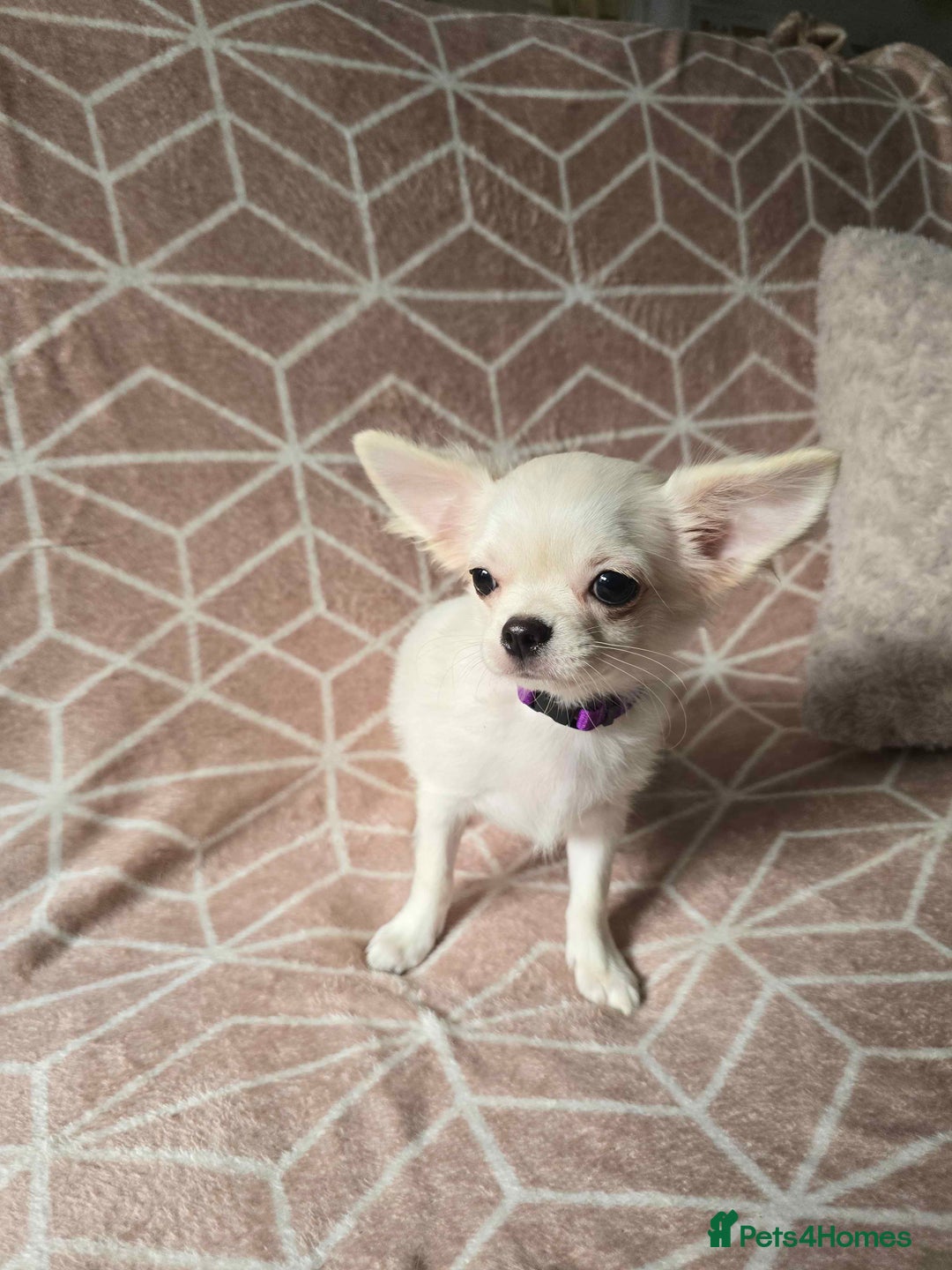 Chihuahua dogs for sale: 3 Handsome (KC) Chihuahua boys left (New photos) - Image 16