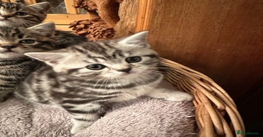 British Shorthair cats Pedigree Black Silver Tabby kittens  - Advert 3