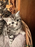 British Shorthair cats Pedigree Black Silver Tabby kittens - Advert 3
