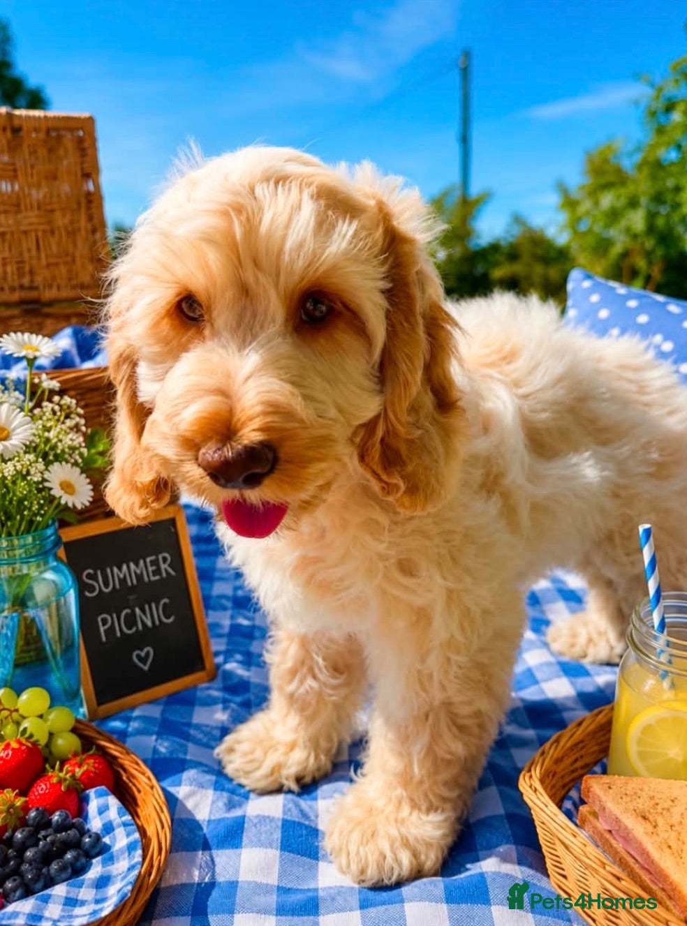 Cockapoo dogs Gorgeous cockapoo puppies  - Advert 2