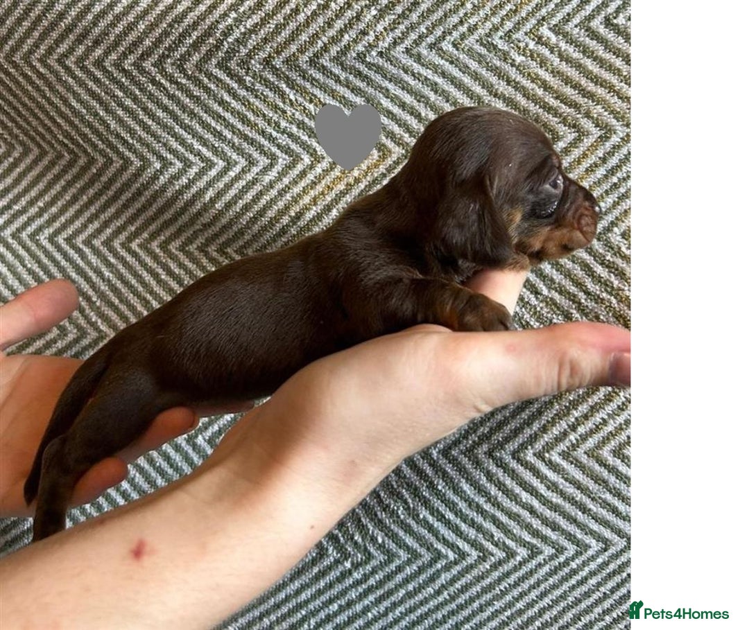 Miniature Dachshund dogs for sale: Miniature Dachshund Puppies for Sale - Image 14