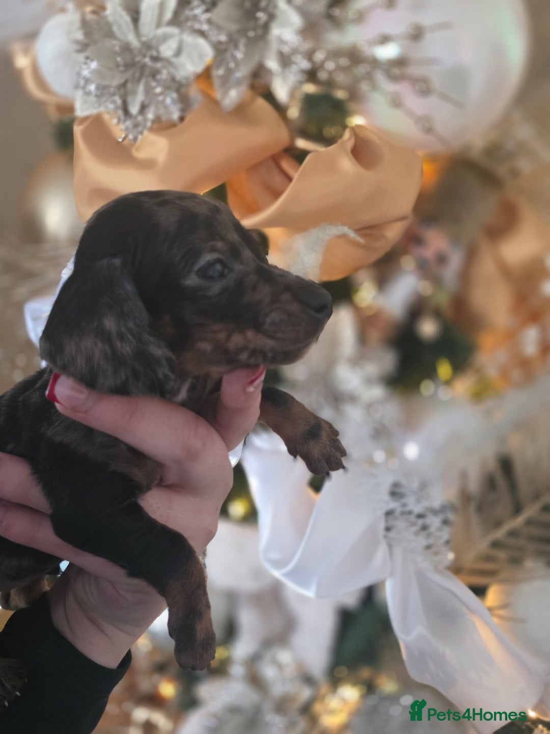 Dachshund dogs for sale: Daschund puppies - Advert 5