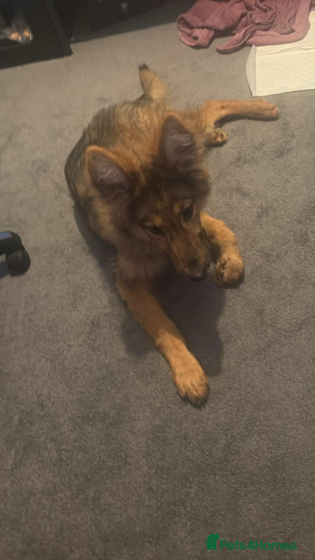 German Shepherd dogs for sale: Female German Shepherd  in Horncastle - Advert 2