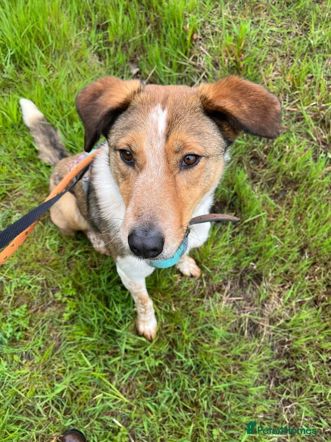 Mixed Breed dogs for adoption: Meet Jiji, currently residing in Cheshire  in Nantwich - Advert 13