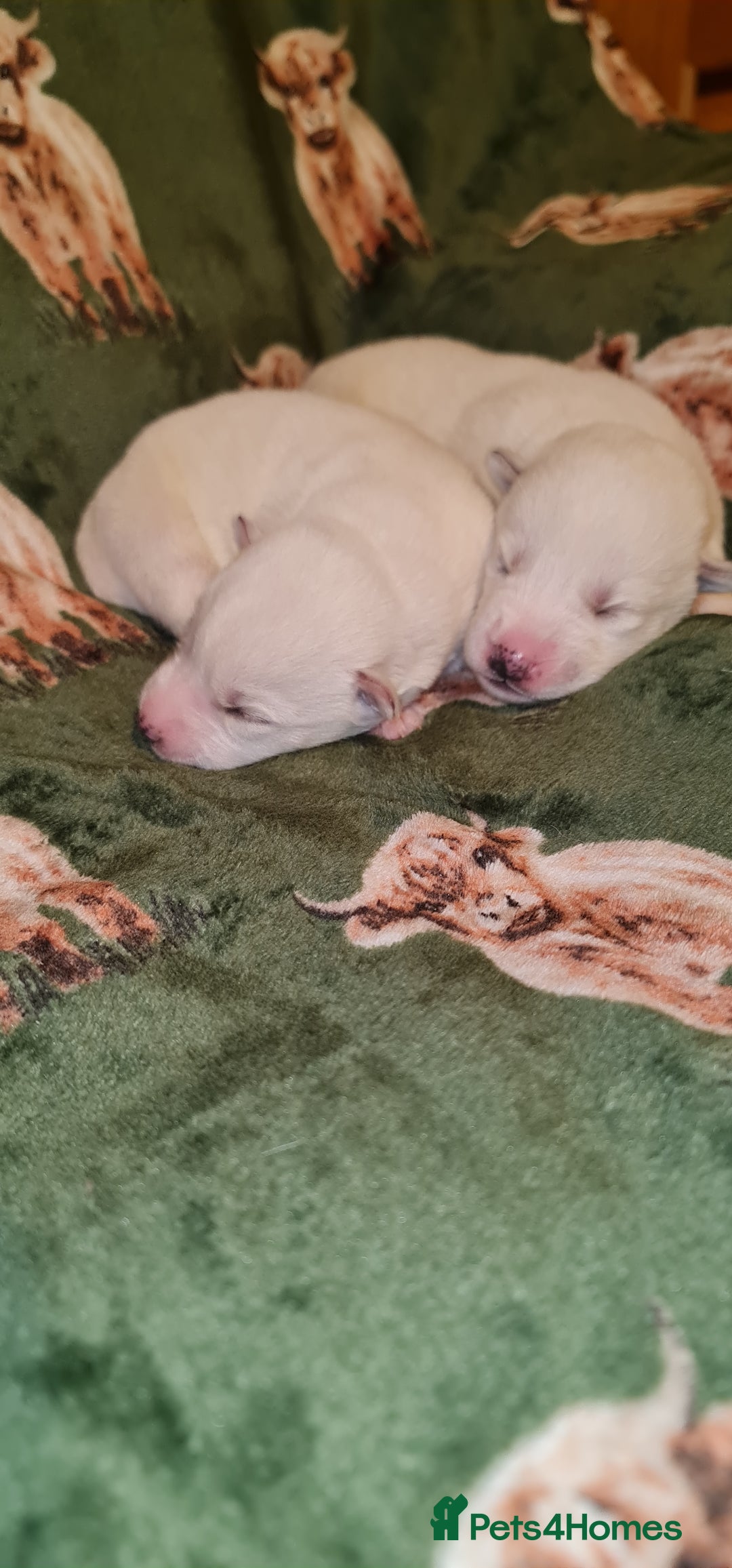 Siberian Husky dogs for sale: Outstanding Siberian husky puppies  - Advert 6