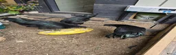 Chickens poultry for sale: Ayam Cenami for sale - Advert 4