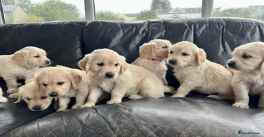 Golden Retriever dogs - Advert 4