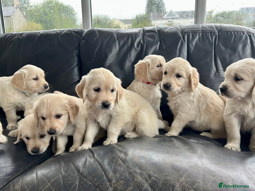 Golden Retriever dogs for sale: Beautiful Golden Retriever Puppies  - Image 3