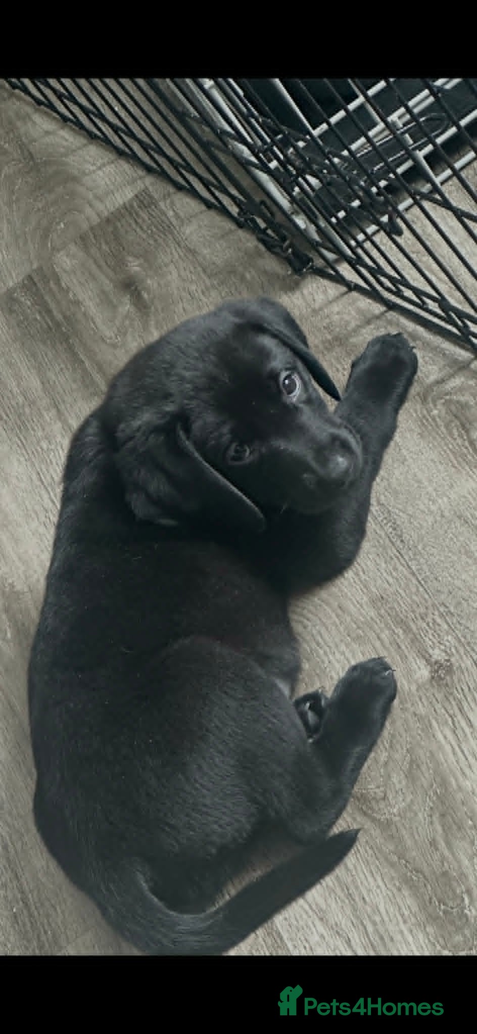 Labrador Retriever dogs KC Registered Black & Golden Labrador Puppies - Advert 2