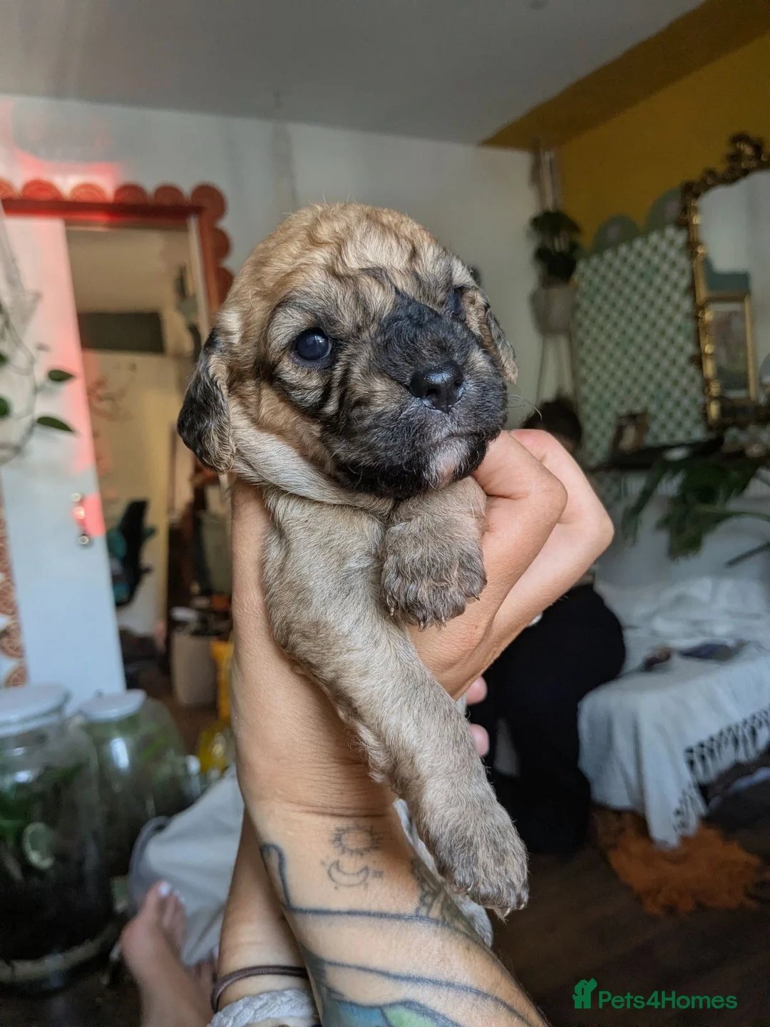 Mixed Breed dogs for sale: Stunning puppy for sale in Llangammarch Wells - Advert 2