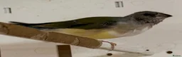 Finches birds for sale: Female Gouildian finches available young  - Advert 8