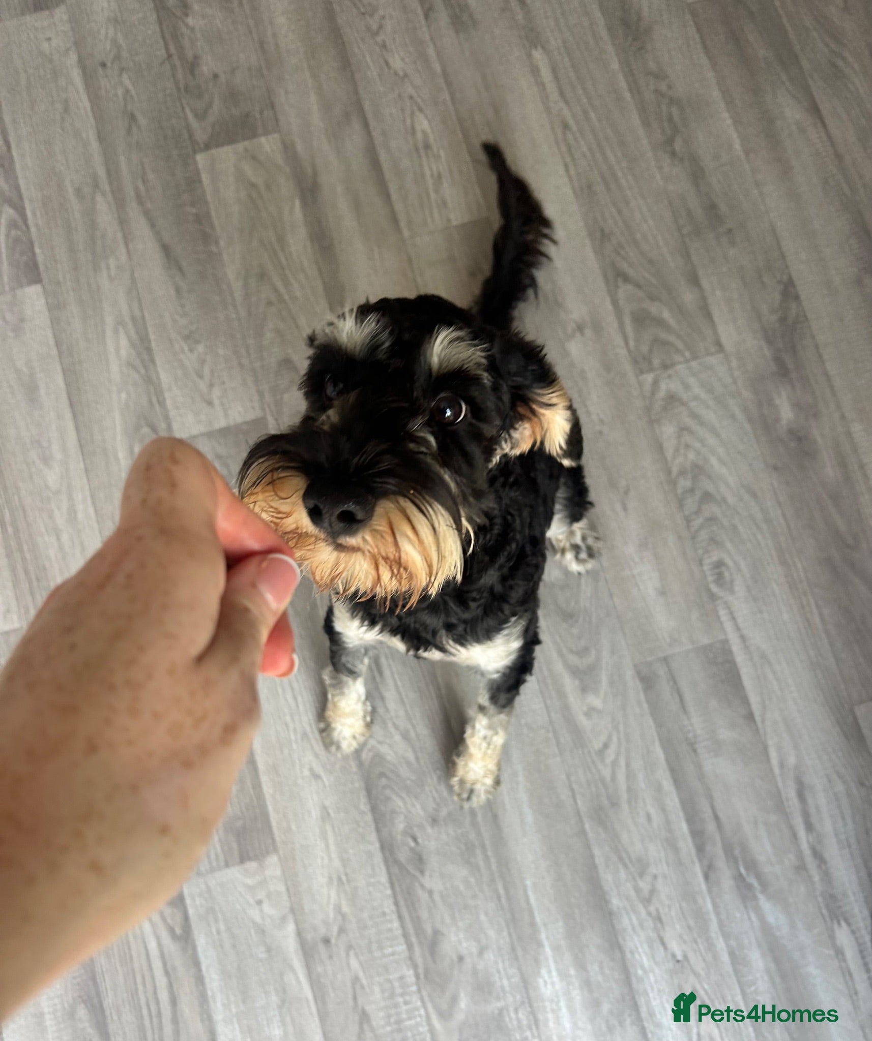 Mixed Breed dogs 6 month old Schnockerpoo, Oscar 🤍 - Advert 8