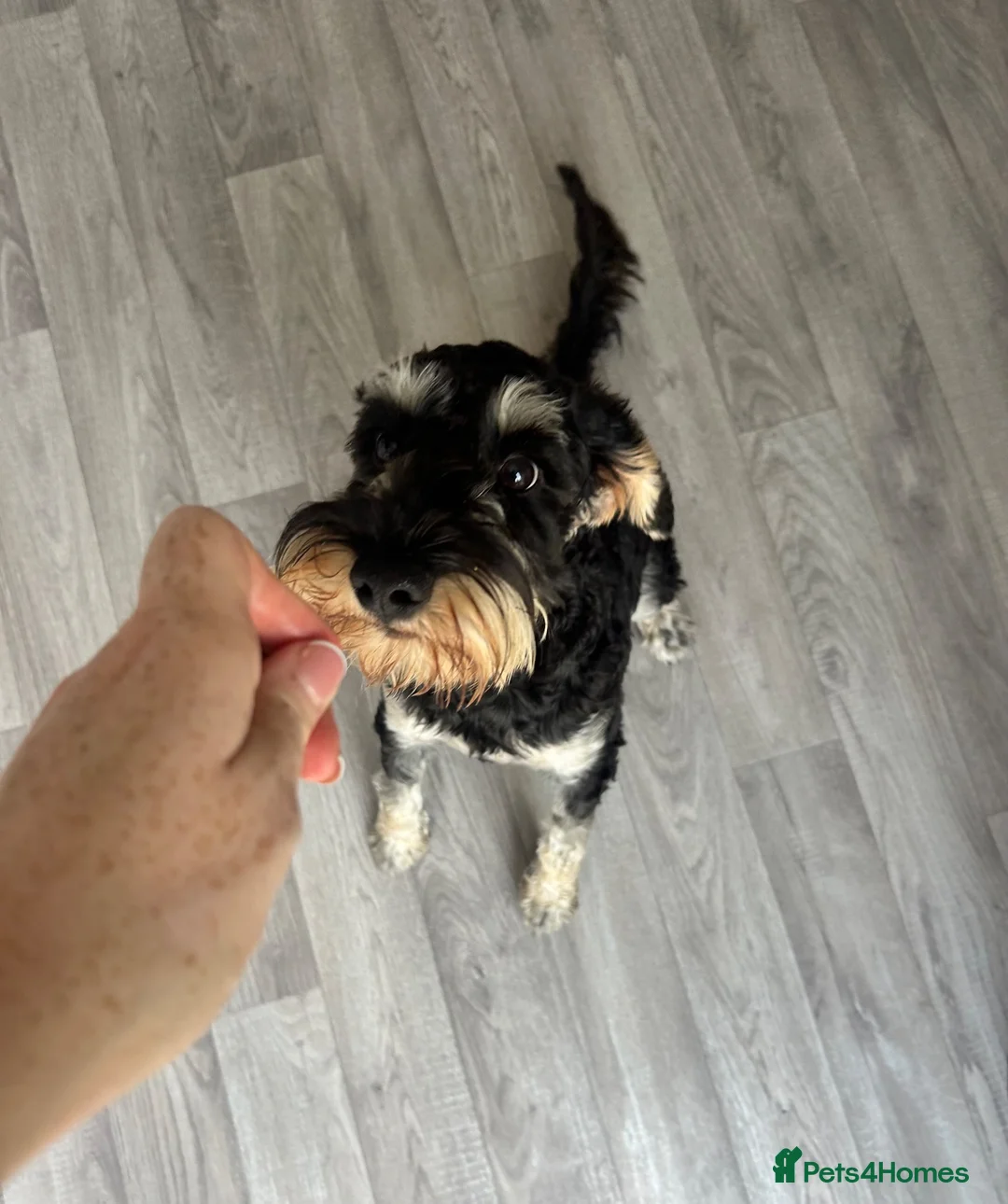 Mixed Breed dogs for sale: 6 month old Schnockerpoo, Oscar 🤍 - Advert 1