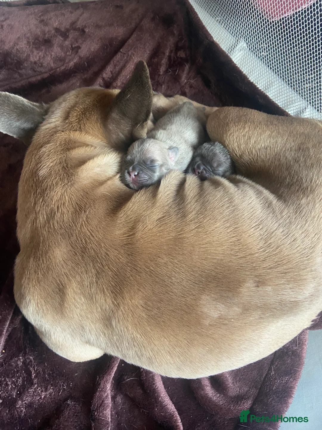 Mixed Breed dogs for sale: French bulldog/English bulldog - Advert 8