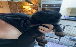 Griffon Bruxellois dogs for sale: New Kids on the Block - Image 4