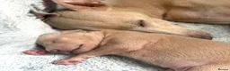 Italian Greyhound dogs for sale: Italian Greyhound puppies  in London - Advert 13