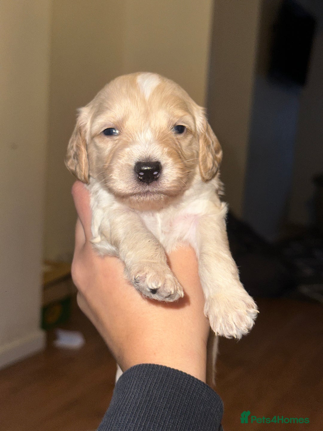 Cockapoo dogs for sale: Beautiful mixed Merle F2B Cockapoos  - Advert 19