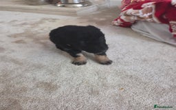 Bordoodle dogs for sale: F2 Bordoodle puppies - Image 5