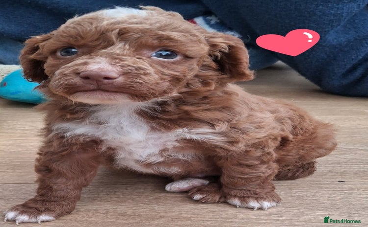 Cockapoo dogs - Advert 1