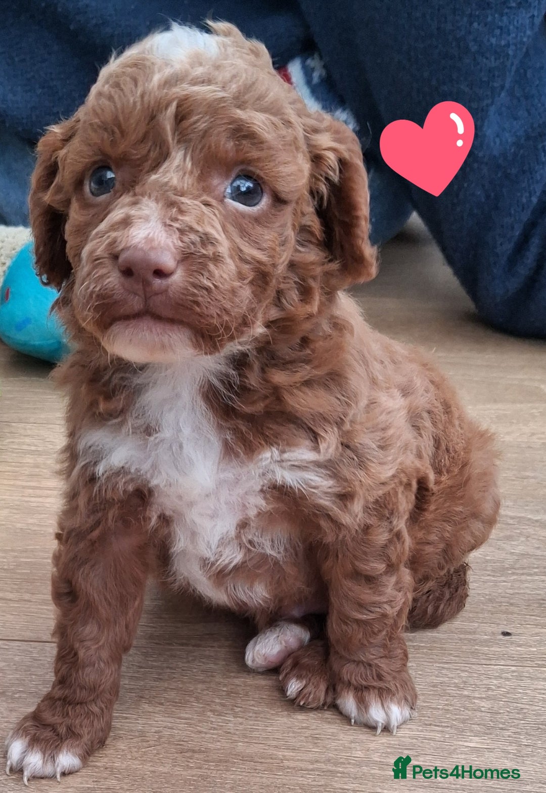 Cockapoo dogs for sale: ** BEAUTIFUL LITTER OF COCKAPOOS ** - Image 1