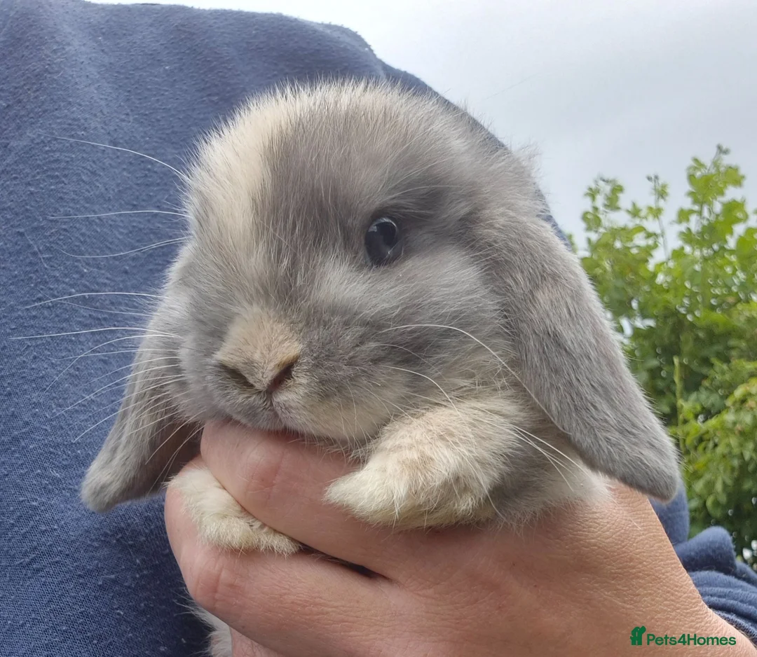 Mini Lop rabbits for sale: Mini lop baby girl ready now - Advert 2