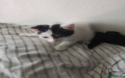 Mixed Breed cats for sale: 9 weeks old kittens for sale  - Image 6