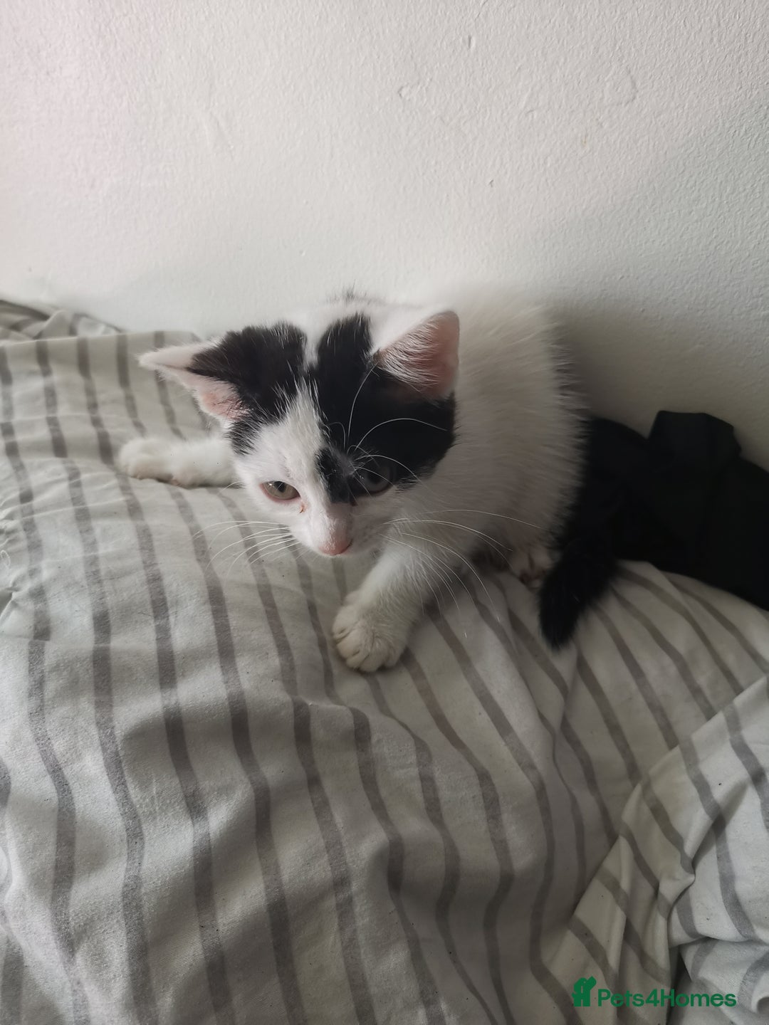 Mixed Breed cats for sale: 9 weeks old kittens for sale  - Image 6
