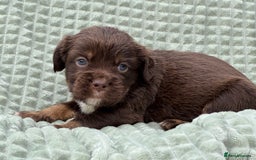 Mixed Breed dogs for sale: French Bulldog x Springer Spaniel pups ready 15Oct - Image 19