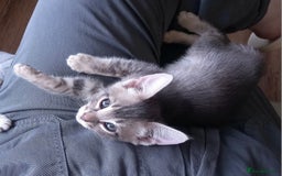 Bengal cats for sale: BENGAL Cross Kittens ♡ BLUE | READY NOW - Image 21