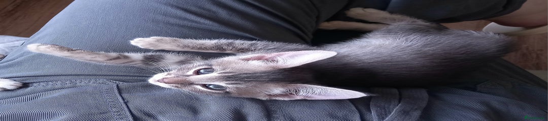BLUE Male