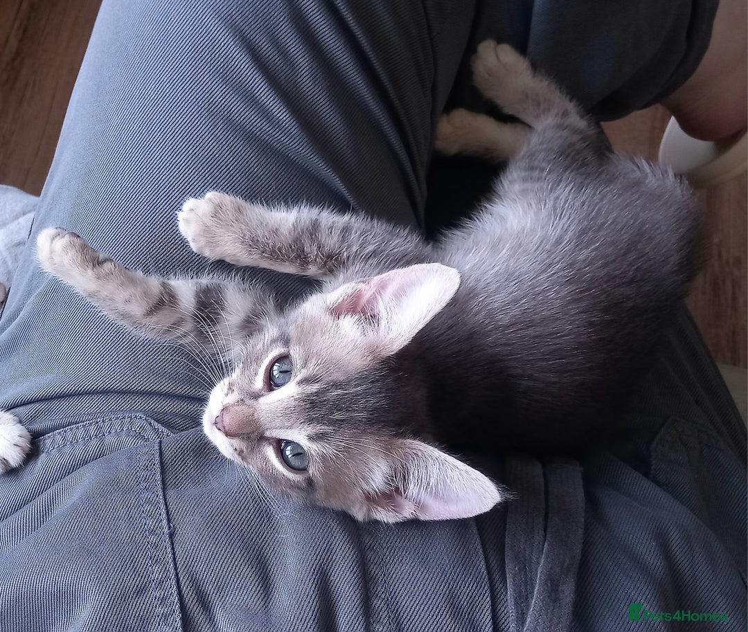 Bengal cats for sale: BENGAL Cross Kittens ♡ BLUE | READY NOW - Image 21