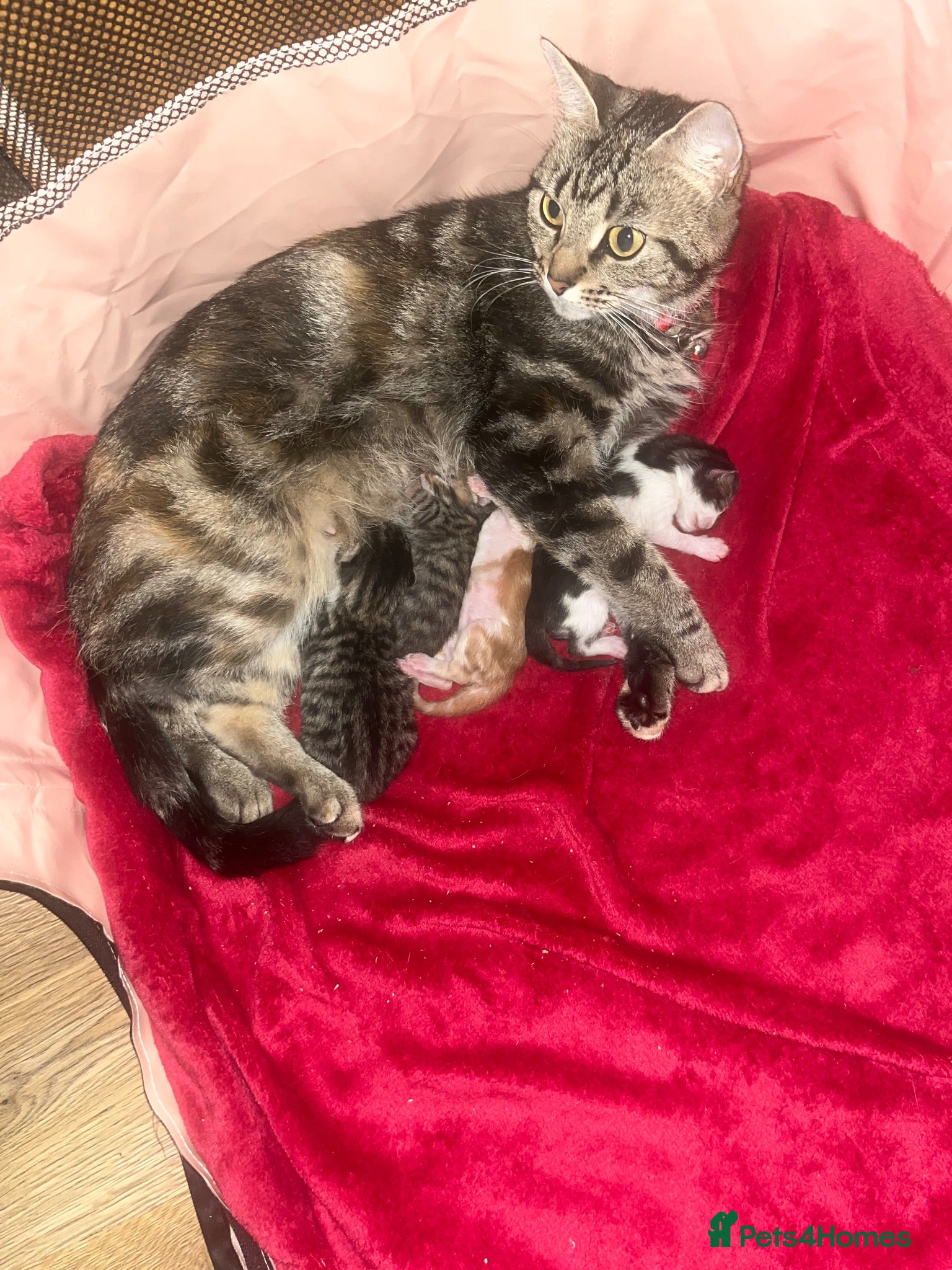 Domestic Shorthair cats Domestic Shorthair kittens  - Advert 1