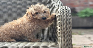 Mixed Breed dogs - Advert 6