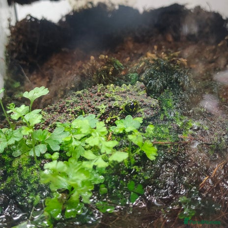 Frog reptiles - Advert 4