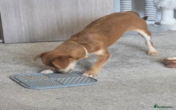 Chipoo dogs for sale: Beautiful boy needs a home - Image 3