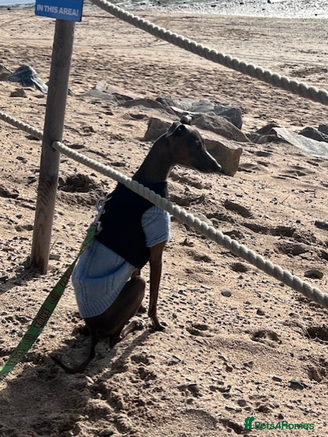 Italian Greyhound dogs for stud: Blue Italian Greyhound for STUD - Advert 5