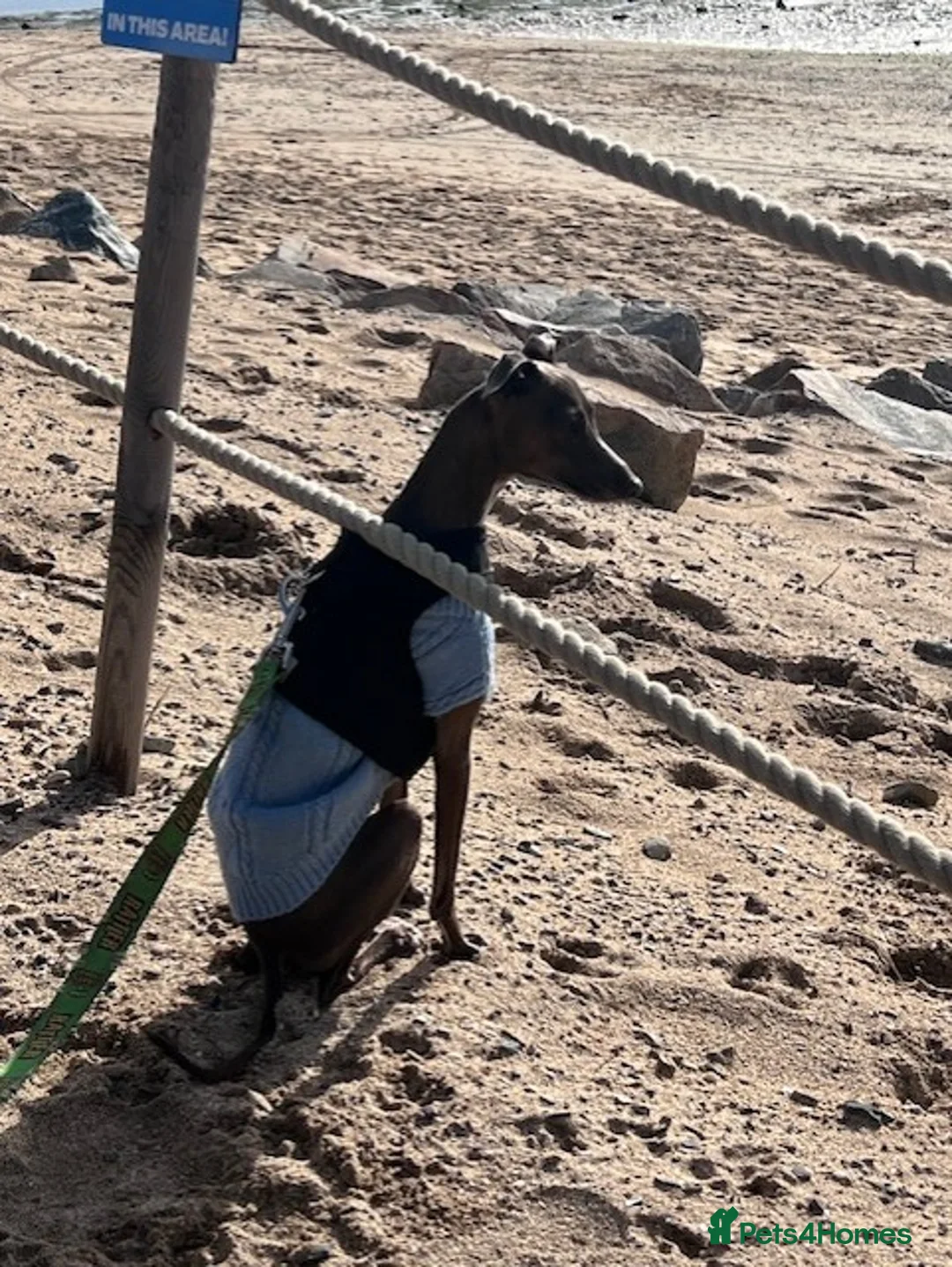 Italian Greyhound dogs for stud: Blue Italian Greyhound for STUD - Advert 5