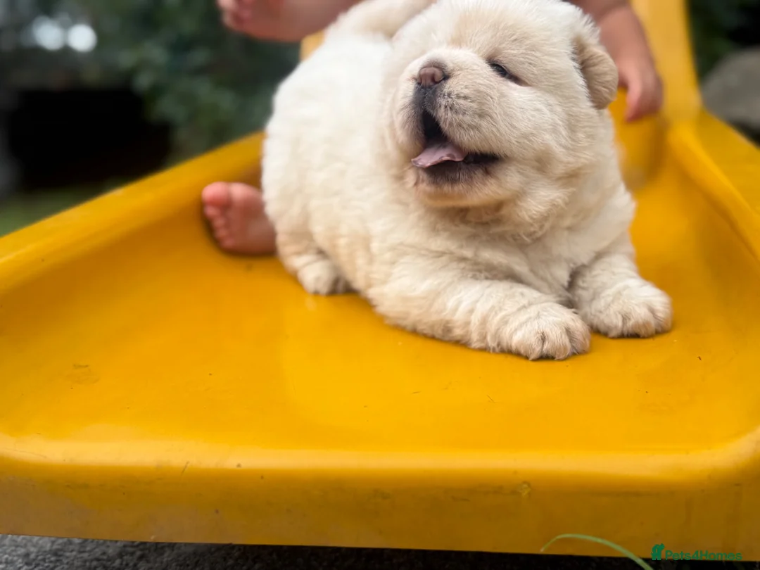 Chow Chow dogs for sale: Platinum chow chow  - Advert 2