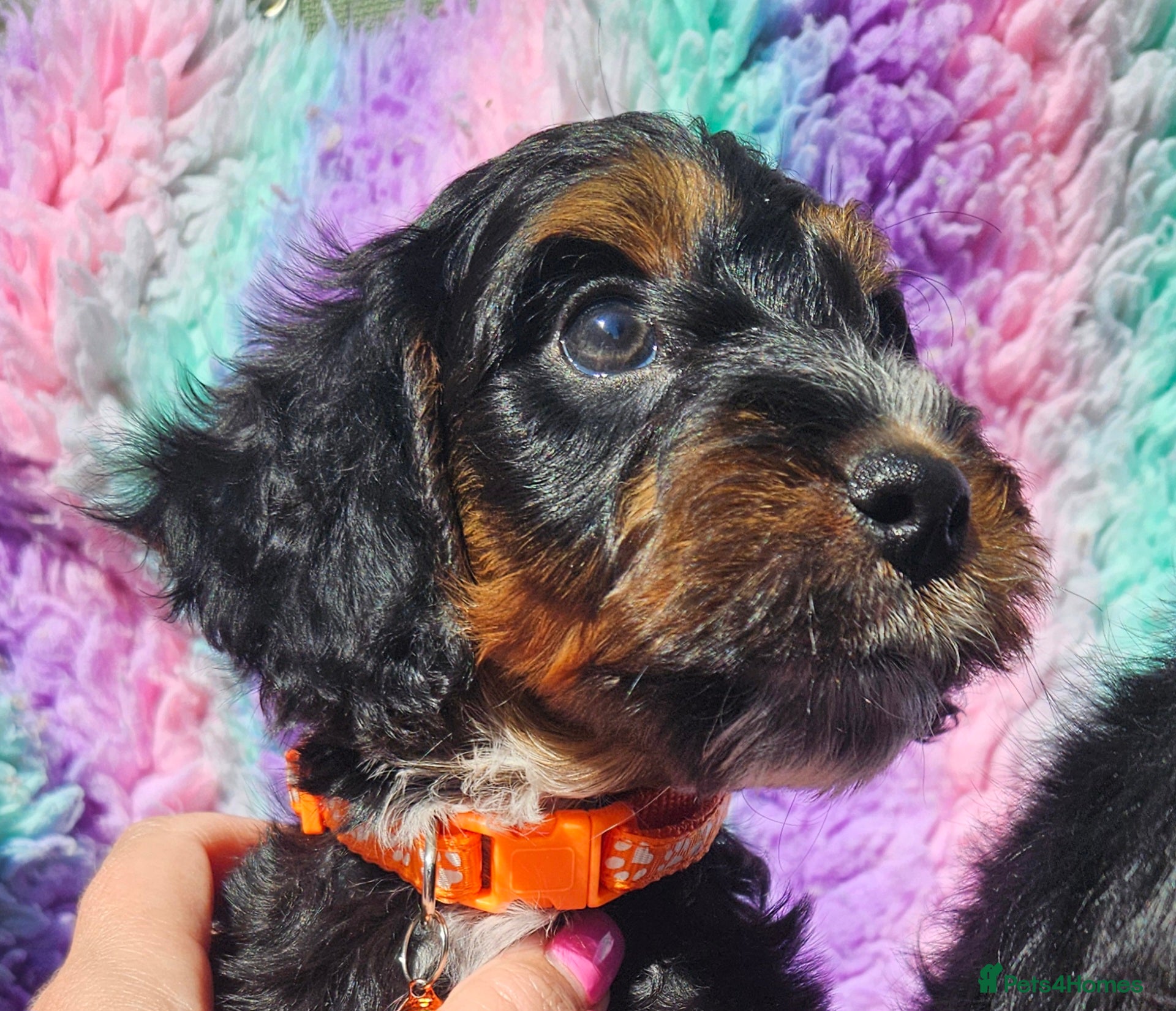 Cockapoo dogs licensed breeder, ready for their forever homes!  - Advert 1