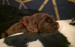 Cocker Spaniel dogs for sale: Cocker spaniel puppies - Image 21
