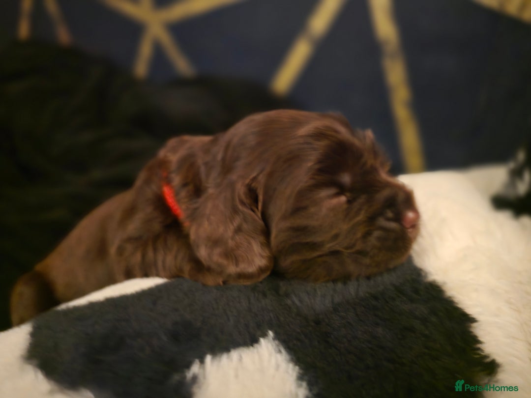 Cocker Spaniel dogs for sale: Cocker spaniel puppies - Image 21