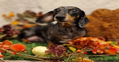 Miniature Dachshund dogs - Advert 5