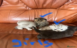 British Shorthair cats for sale: British shorthair kittens - Image 5