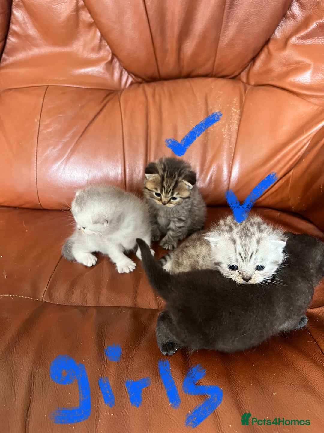 British Shorthair cats for sale: British shorthair kittens - Image 5