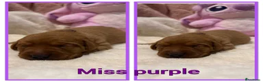 Labrador Retriever 3