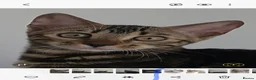 Bengal cats for sale: Outstanding Tica Show quality bengal kitten's - Advert 16