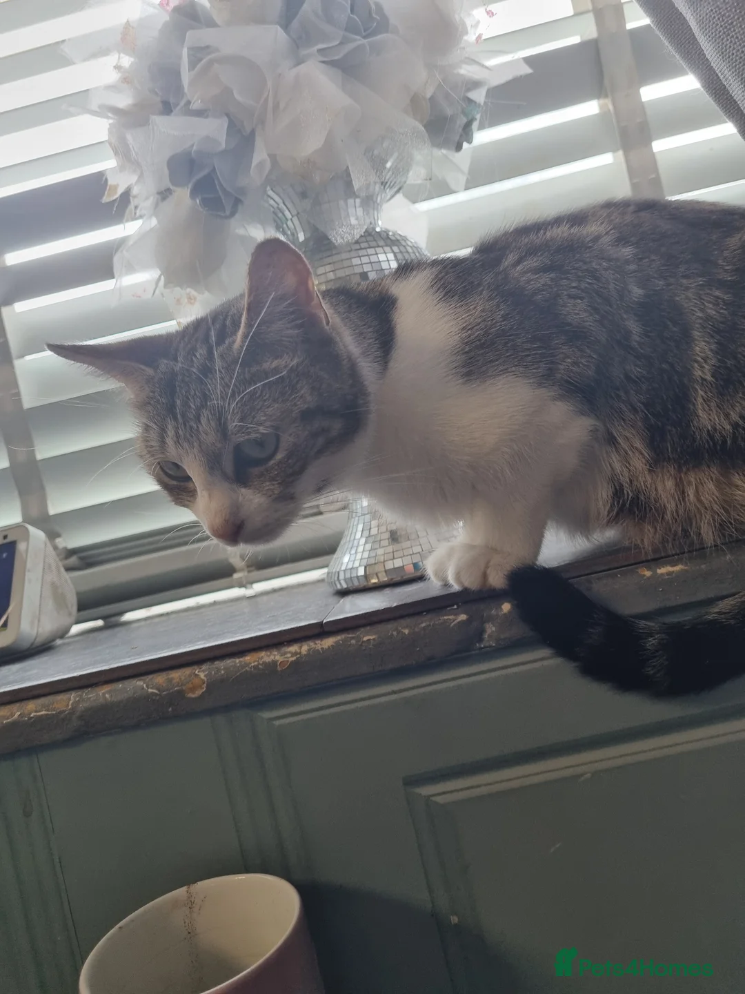 Mixed Breed cats for sale: Kittens - Advert 1