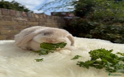 Mini Lop rabbits for sale: Pure Bred Mini Lops For Sale  - Image 8